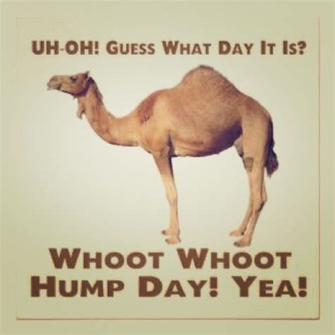 Hump Day Sale Hump Day Humor Camels Funny Hump Day Quotes