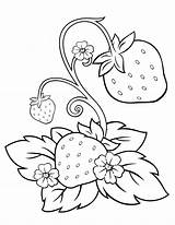 Strawberry Coloring Pages Activity Chosen Illustrations sketch template