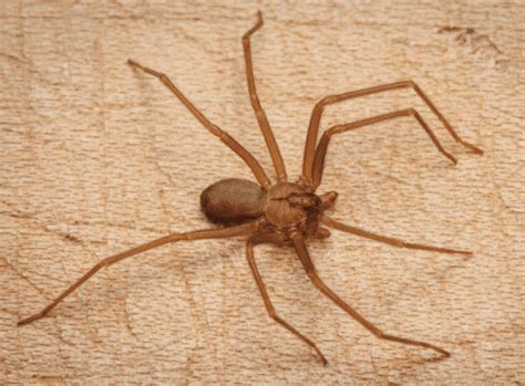 brown recluse spiders  boise barrier pest control