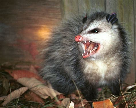 possums compared to opossums what s the difference