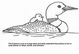 Loon Maine Water Animal sketch template