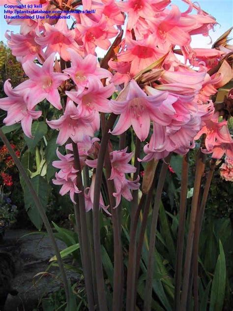 plantfiles pictures amaryllis species belladonna lily jersey lily