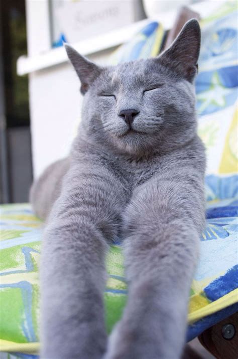 munchkin scottish fold russian blue cat furry kittens