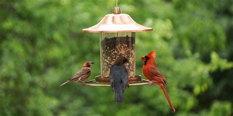 bird feeder review guide    report outdoors