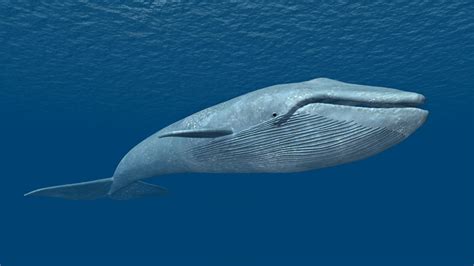 blue whale facts history  information  amazing pictures