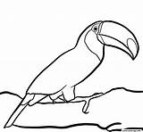 Toucan Toco Tropicale Vit Foret Oiseau Graines Bouscat sketch template