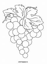 Coloring Grapes Grape Vineyard Pages Color Drawing Getcolorings Leaf sketch template