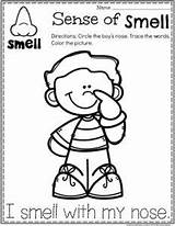 Senses Smell Worksheets Preschoolers Worksheet Sentidos Playtime Planningplaytime Smelling Tasting Absurdos кб 1018 sketch template