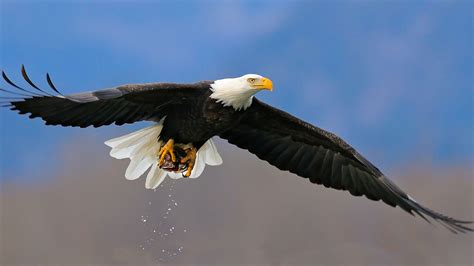 animal bald eagle hd wallpaper