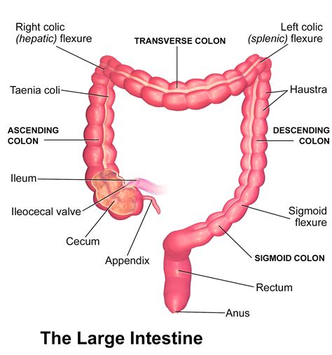 large intestine part     phases  digestion