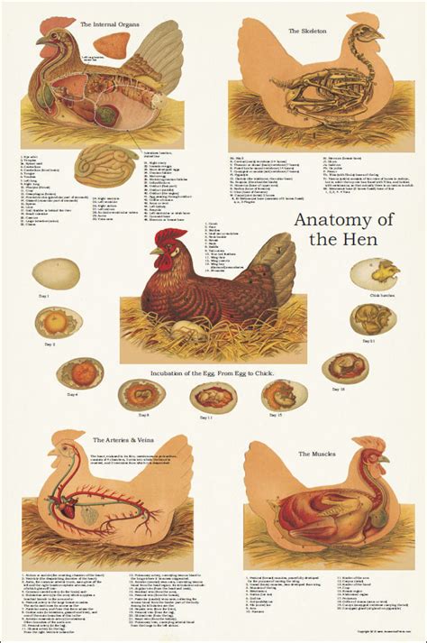 chicken anatomy poster    clinical charts  supplies