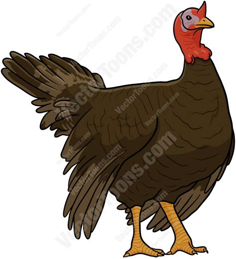 Wild Turkey Vector Cartoon Graphics Vector Toons