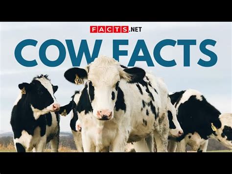 50 Unbelievable Cow Facts You Have To Know