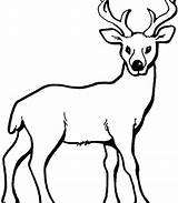 Deer Coloring Mule Color Pages Getdrawings sketch template