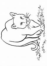 Ausmalbilder Cougar Ausmalbild Imprimir Americano Tiere Colorir Dibujosonline Malvorlage Colorironline sketch template