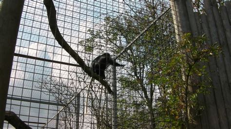 monkey enclosure  zoochat