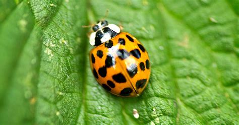 Swarms Of Foreign Std Riddled Ladybugs Are Invading Uk