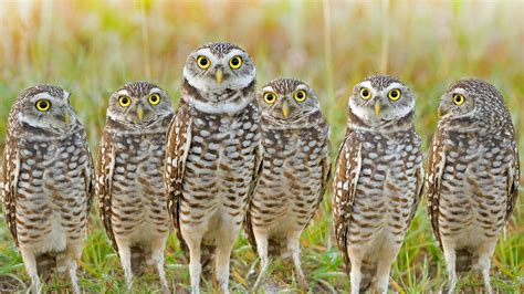 burrowing owls  stop development   tracks