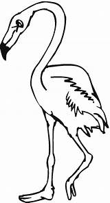Flamingo Coloring Pages Flamingos Pink Printable Bird Color Clipart Book Popular Version Click Drawing Birds Library Books Categories Coloringhome sketch template