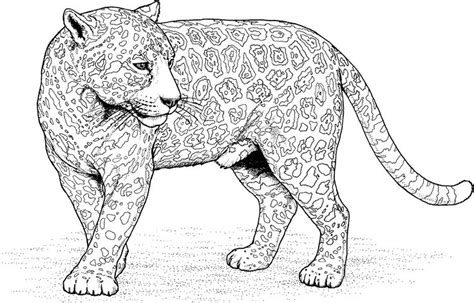 jaguar coloring pages  downloadable educative printable cat