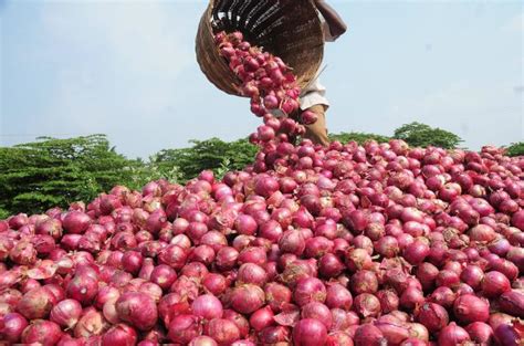 onion farming planting care harvesting  full guide