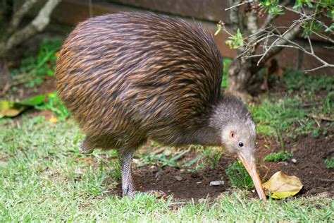 kiwi  flightless bird gage beasley