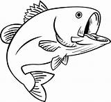 Bass Fish Coloring Pages Drawing Outline Fishing Drawings Trout Clipart Fun Clip Color Cliparts Water Jumping Cartoon Template Sea Book sketch template
