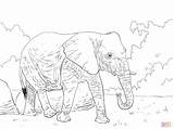 Elephant Coloring Asian Getcolorings Walking Pages African sketch template