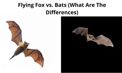 flying fox  bats    differences