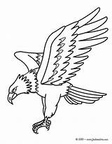 Aigle Aguila sketch template