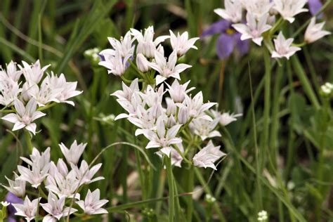 white wildflowers  spring  stock photo public domain