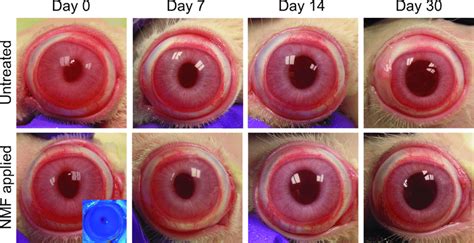 gross observation  untreated  nictitating membrane fixed eyes