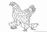 Chicks Coloring Hen Roosters Hens Online Printable Pages Birds Color sketch template