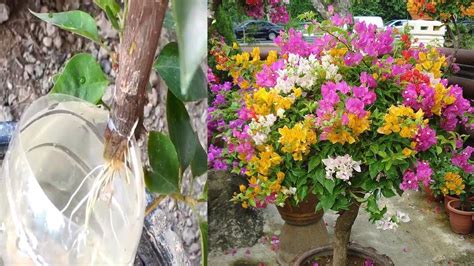 spend  minutes     root bougainvillea  water successfully