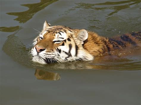 siberische tijger genietend van de zon op zijn kop  safaripark beekse bergen siberische