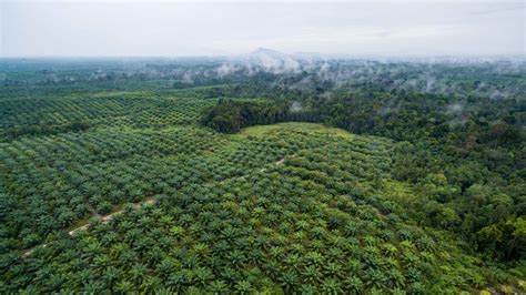 palm oil problem     sustainable development