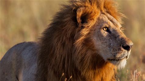 african lion facts african lion characteristics habits facts