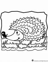 Coloring Hedgehog Pages Animals Kids Print Coloringtop sketch template