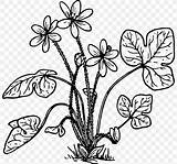 Hepatica Blumen Anemone Ausmalbilder Scales Ausdrucken Daffodil Hawthorn Ausmalbild Botany Cliparts I2clipart Vektorgrafik Hiclipart Favpng sketch template