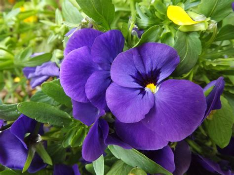 images gratuites violet petale macro flore fleur mauve debrecen