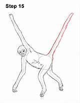 Monkey Spider Draw Drawing Tail Spidermonkey Step Long Use Body Holding Line Guide Last How2drawanimals Guides sketch template