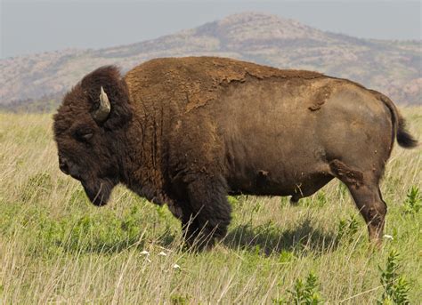filebison bison wichita mountain oklahomajpg wikimedia commons