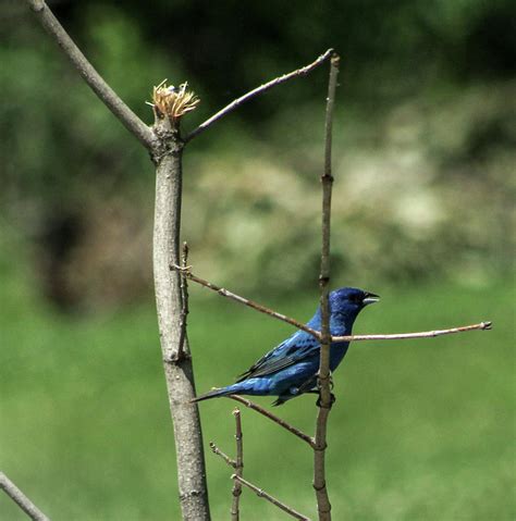 blue bunting  branch photograph  joanne rungaitis