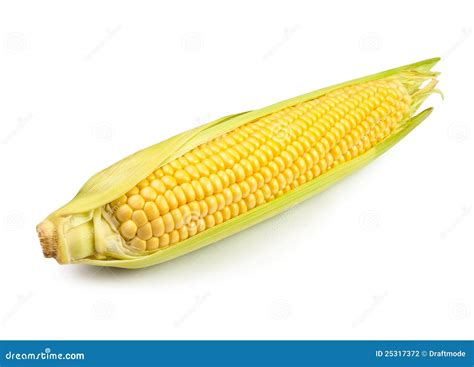 single corn stock photo image  ripe agriculture freshness