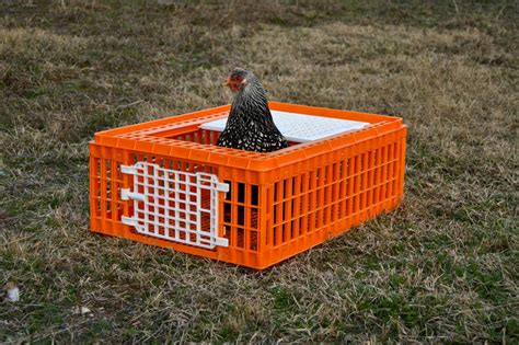 transport crate cage  poultry chickens  doors orange  favorite chicken