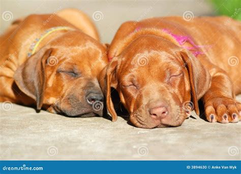 sleeping puppies stock photo image  livernose faces