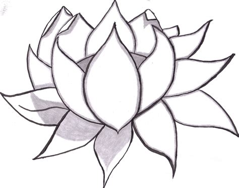 flowers drawings  pencil  large images easy flower drawings