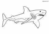 Ausmalbilder Ausmalbild Haie Pages Weißer Ausdrucken Sharks Weisser Ausmalen Kostenlos Malvorlagen Zeichnen Colomio Zootiere Uruk sketch template