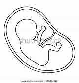 Baby Outline Womb Icon Coloring Illustration Web Stock Fetus Shutterstock Designlooter Uterus Vector Drawings Human sketch template