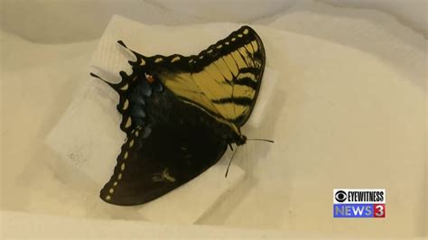 Incredibly Rare Dual Sex Butterfly Found At Pingree Butterfly Haven